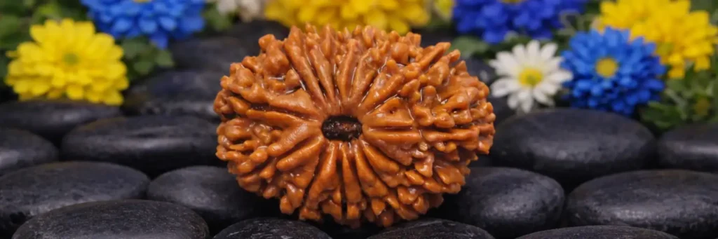 14 Mukhi Rudraksha